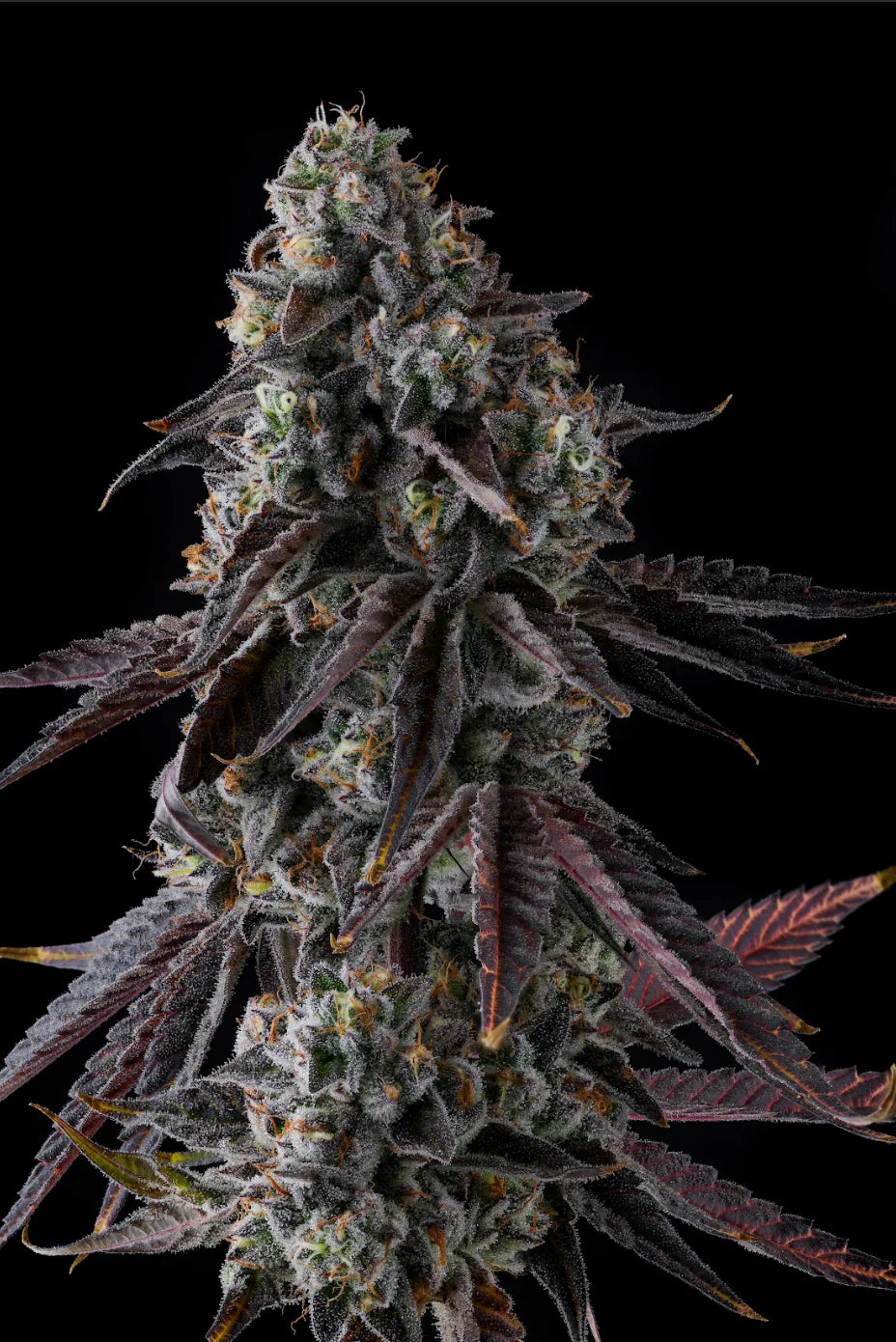 Fruit Riot Feminisiert Compound Genetics