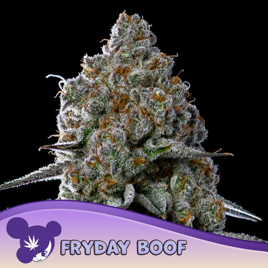 Fryday Boof Feminisiert Anesia Seeds