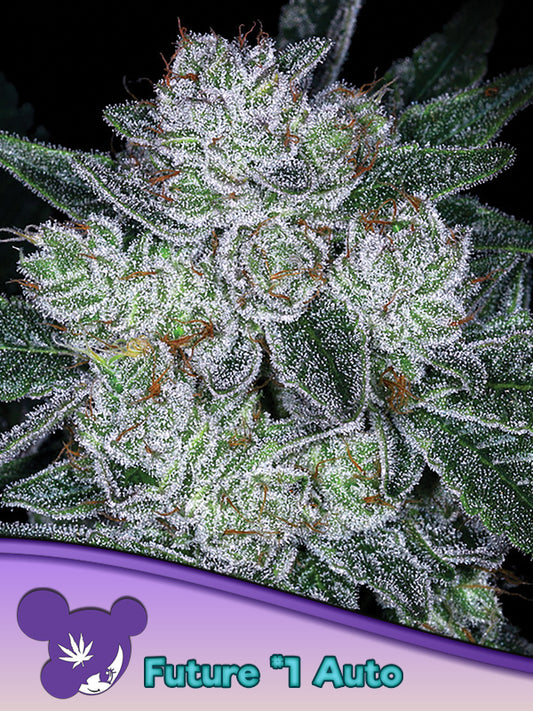 Auto Future #1® (Feminisiert) Anesia Seeds