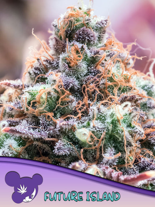 Future Island Feminisiert Anesia Seeds