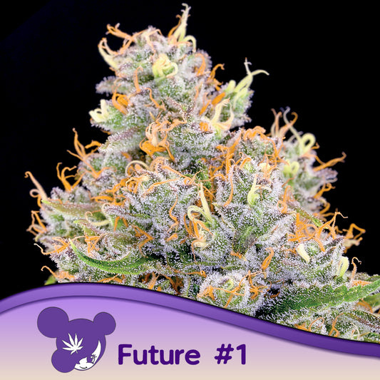 Future #1® Feminisiert Anesia Seeds