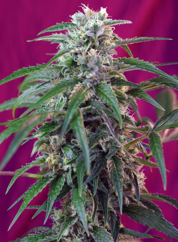 Auto Green Poison® (Feminisiert) Sweet Seeds
