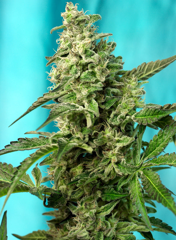 Green Poison F1 Fast Version® Feminisiert Sweet Seeds