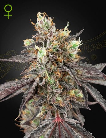 Auto Gelato 41 x Gelato 41 (Feminisiert) Green House Seeds Company