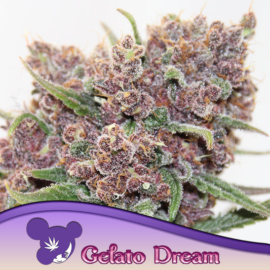 Gelato Dream Feminisiert Anesia Seeds