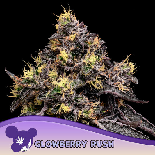 Glowberry Rush Feminisiert Anesia Seeds