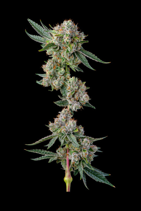 Glue 31 Feminisiert Compound Genetics