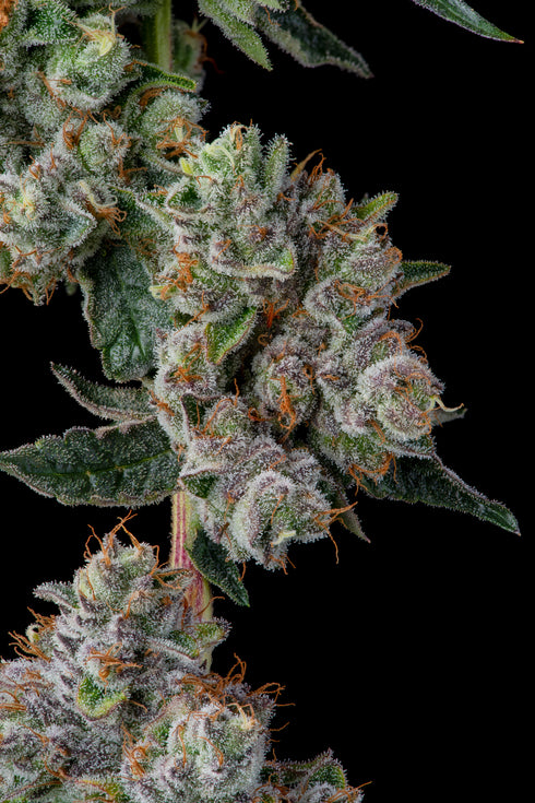Glue 31 Feminisiert Compound Genetics