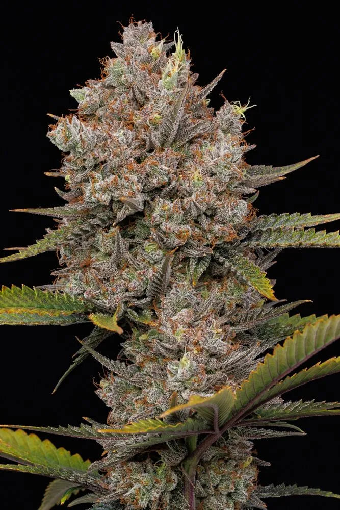 Auto Hella Jelly (Feminisiert) Humboldt Seed Company