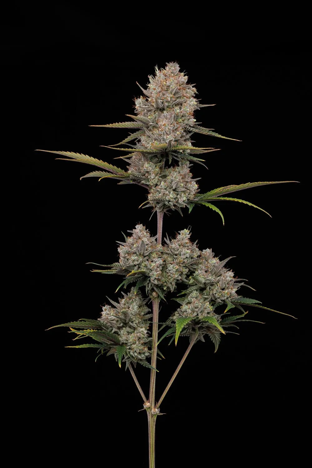 Auto Hella Jelly (Feminisiert) Humboldt Seed Company