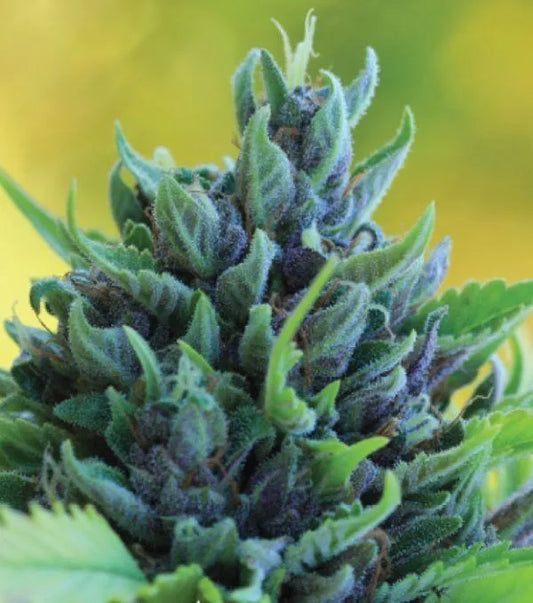 Auto Humboldt Dream (Feminisiert) Humboldt Seed Company