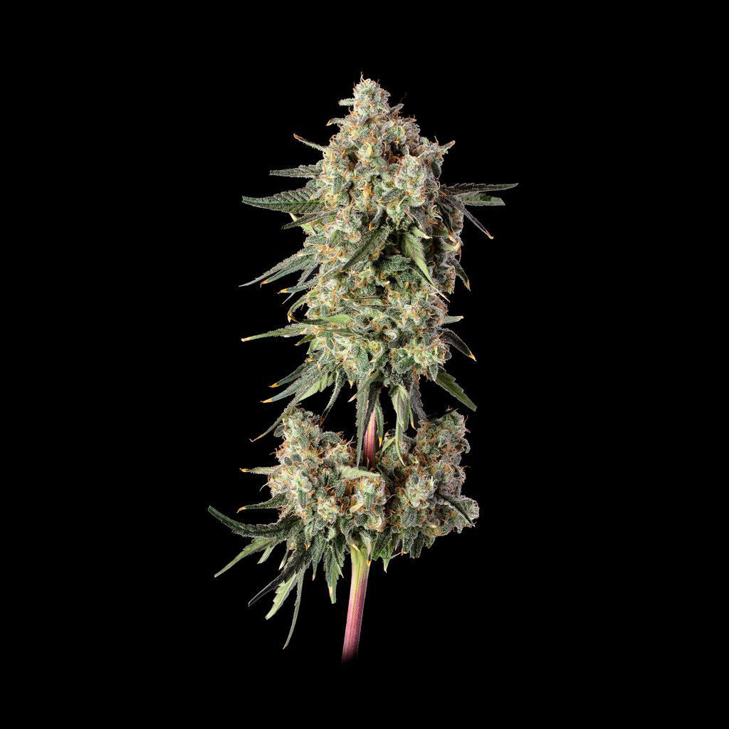 Haze Burger Feminisiert Happy Valley Genetics
