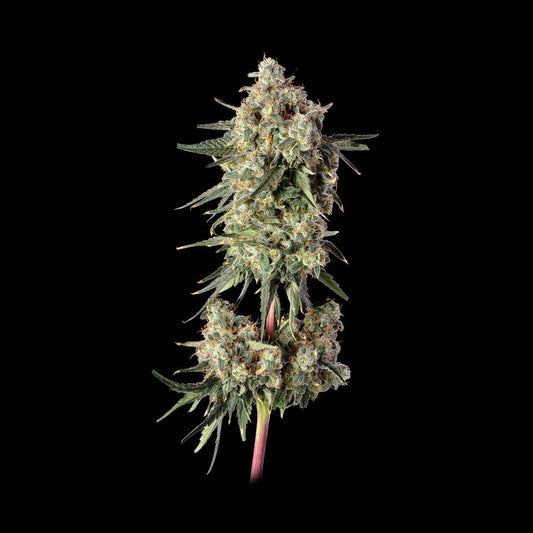 Haze Burger Feminisiert Happy Valley Genetics