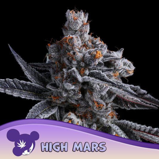 High MARS Feminisiert Anesia Seeds