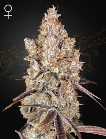 Holy Snow Feminisiert Green House Seeds Company