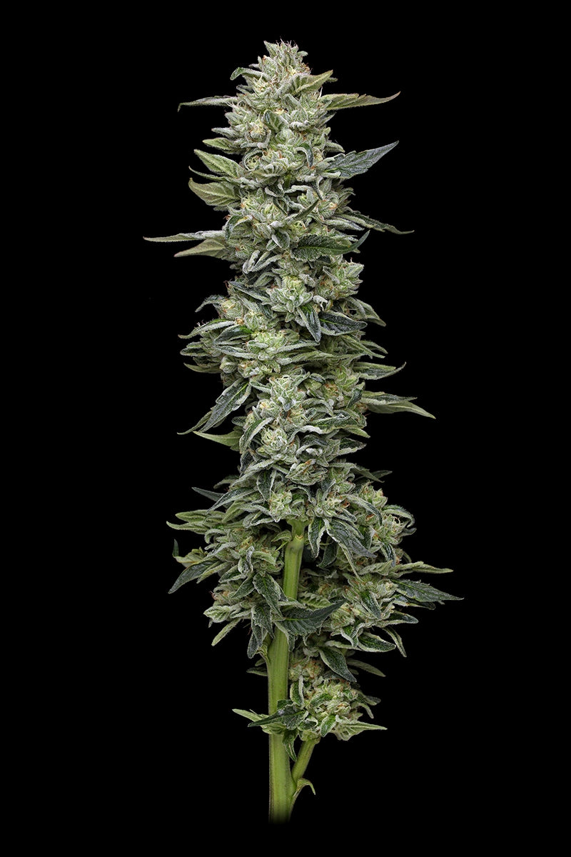 Honey Bear Feminisiert Humboldt Seed Company