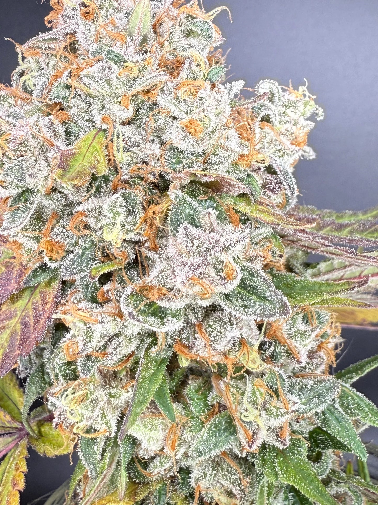 Paradise Surprise Feminisiert Bubbatz Seeds