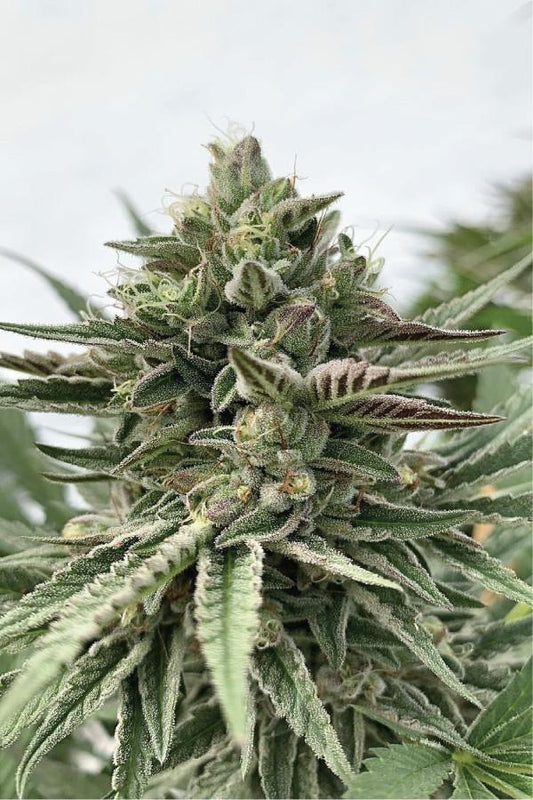 Humboldt Pound Cake Feminisiert Humboldt Seed Company