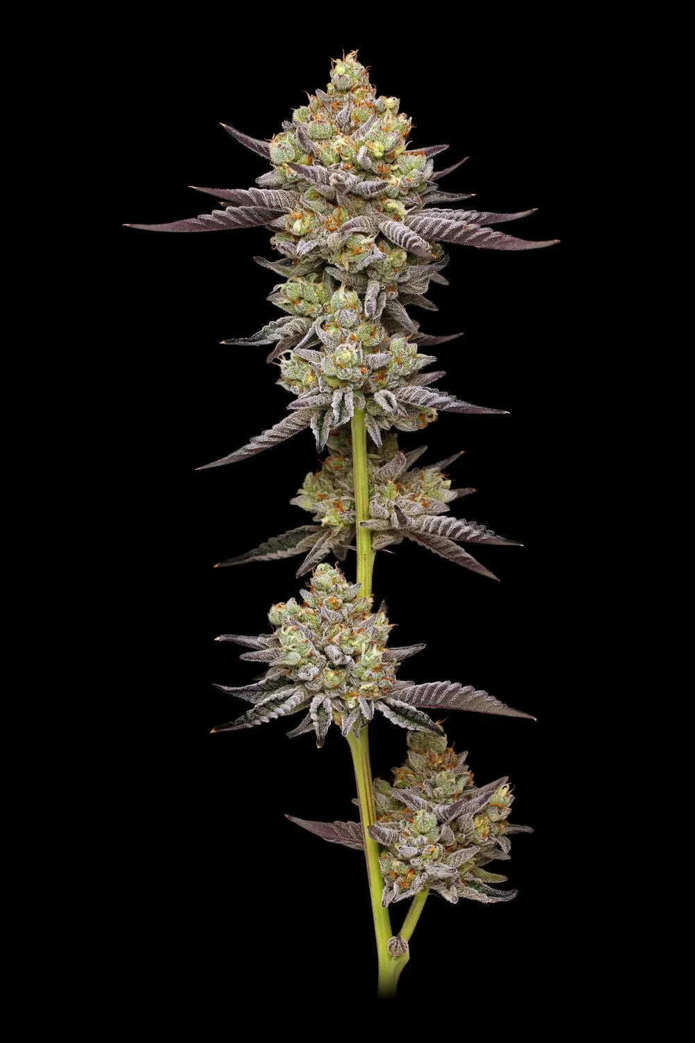Hyper Za Feminisiert Humboldt Seed Company