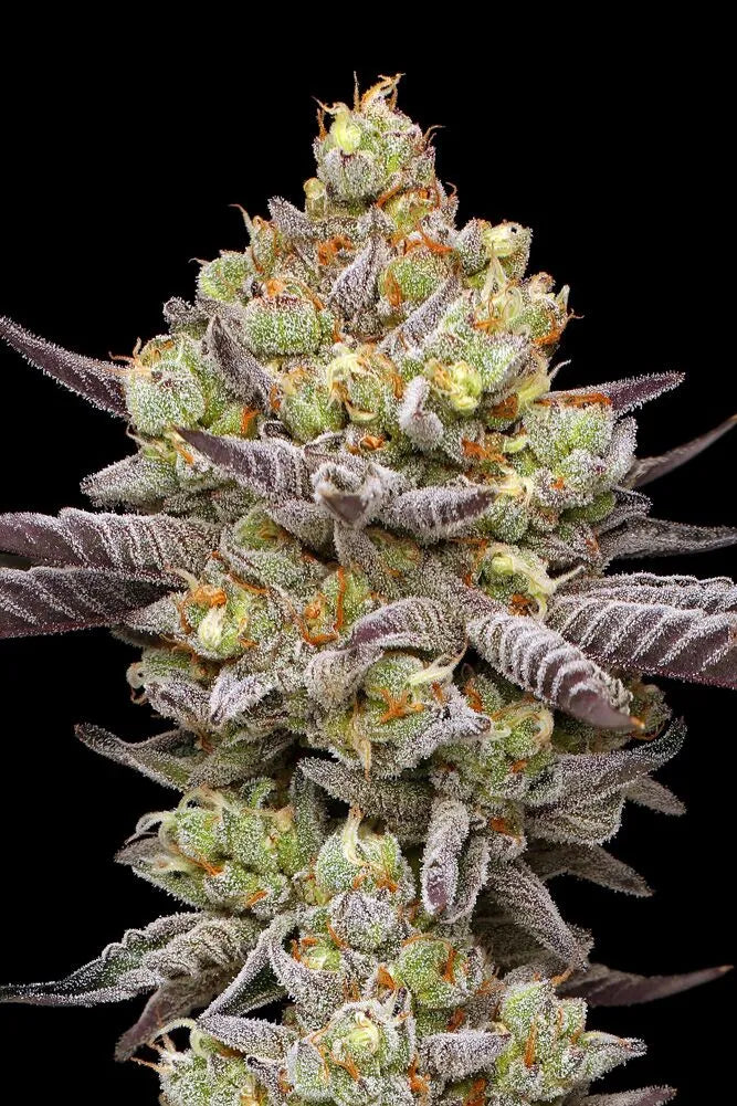 Hyper Za Feminisiert Humboldt Seed Company