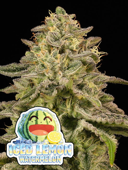 Iced Lemon Watermelon Feminisiert Anesia Seeds