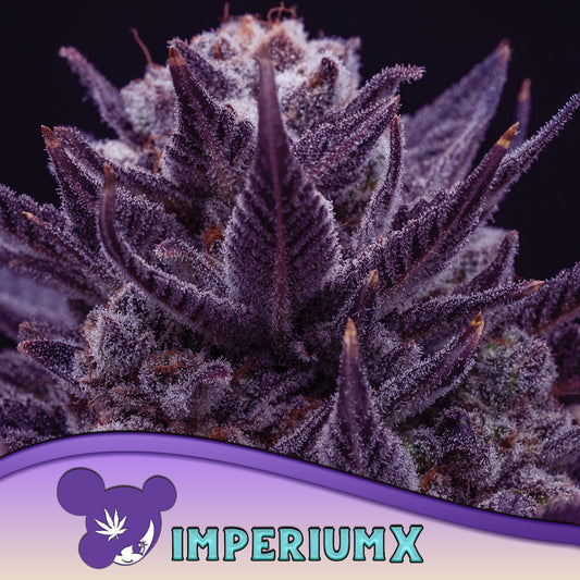 IMPERIUM X® Feminisiert Anesia Seeds