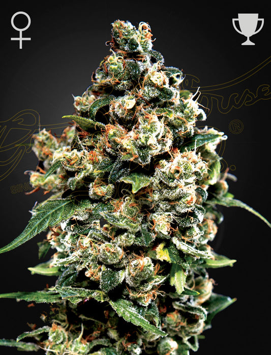 Jack Herer Feminisiert Green House Seeds Company