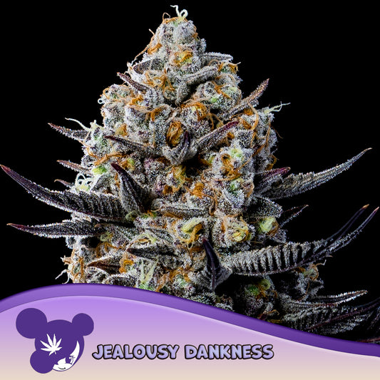 Jealousy Dankness Feminisiert Anesia Seeds