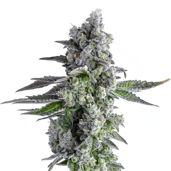 John Conner Feminisiert Bubbatz Seeds