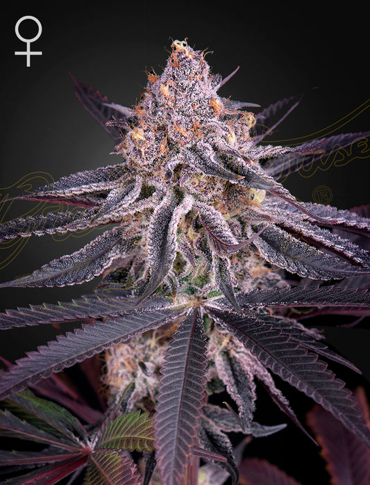 King's Juice Feminisiert Green House Seeds Company