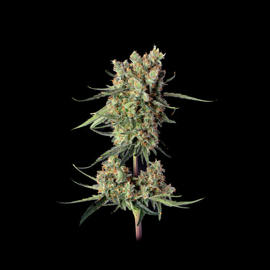 Lemdawg Feminisiert Happy Valley Genetics