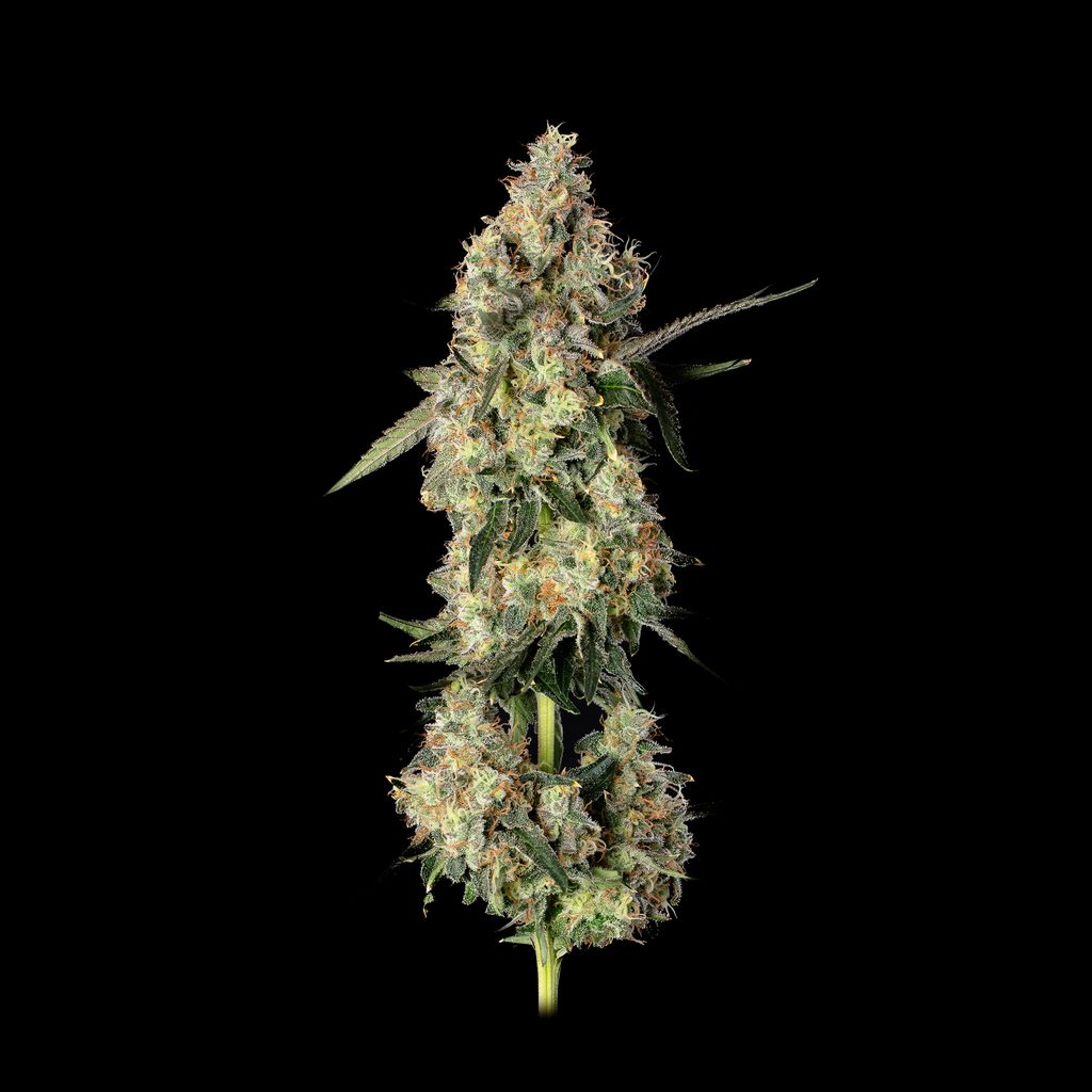 Lemon Smuggler Feminisiert Happy Valley Genetics