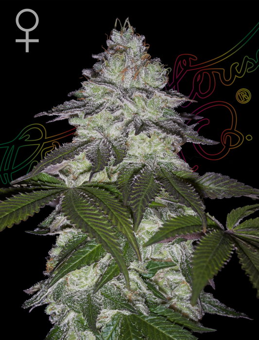 Milky Dreams Feminisiert Green House Seeds Company