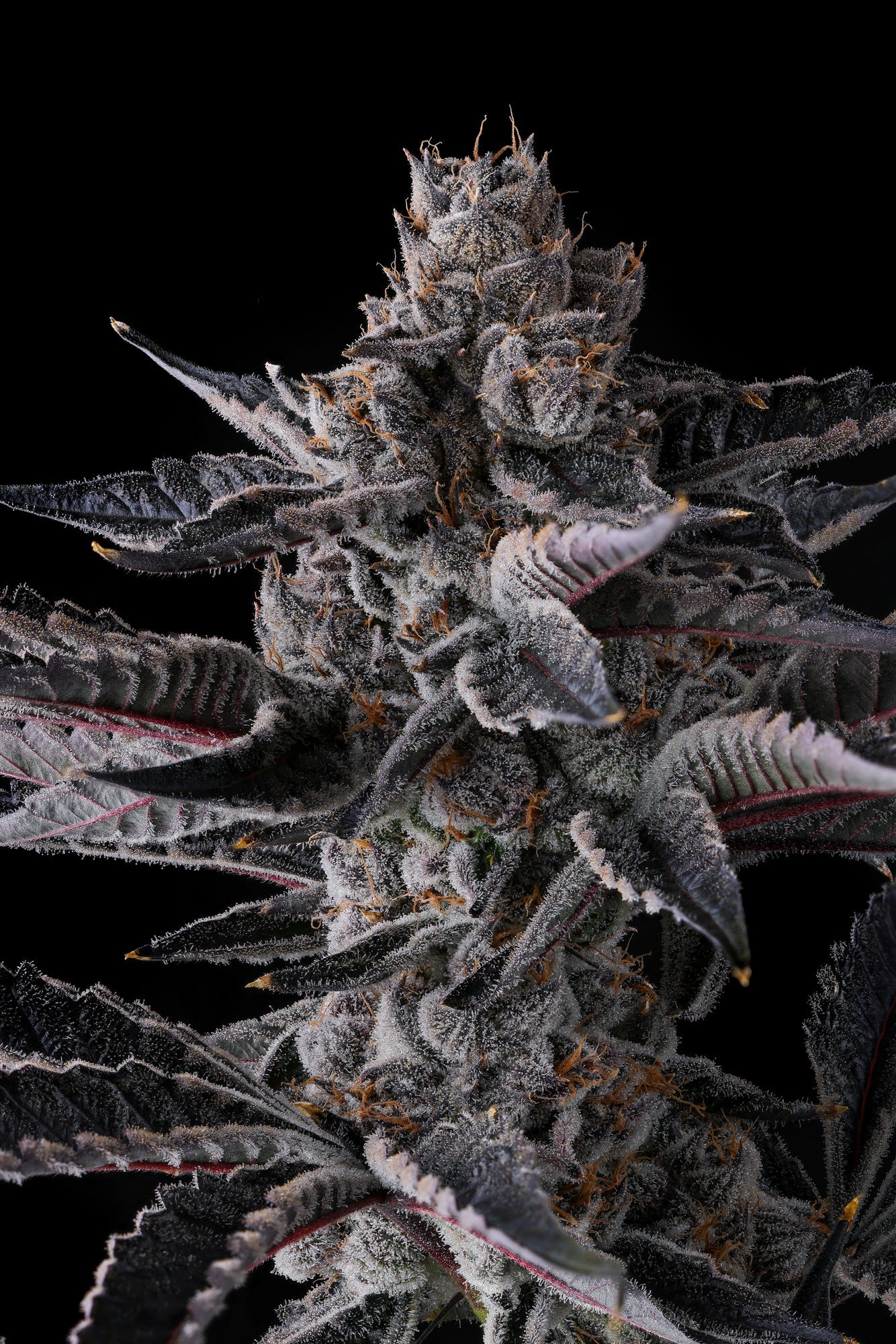 New Money Feminisiert Compound Genetics
