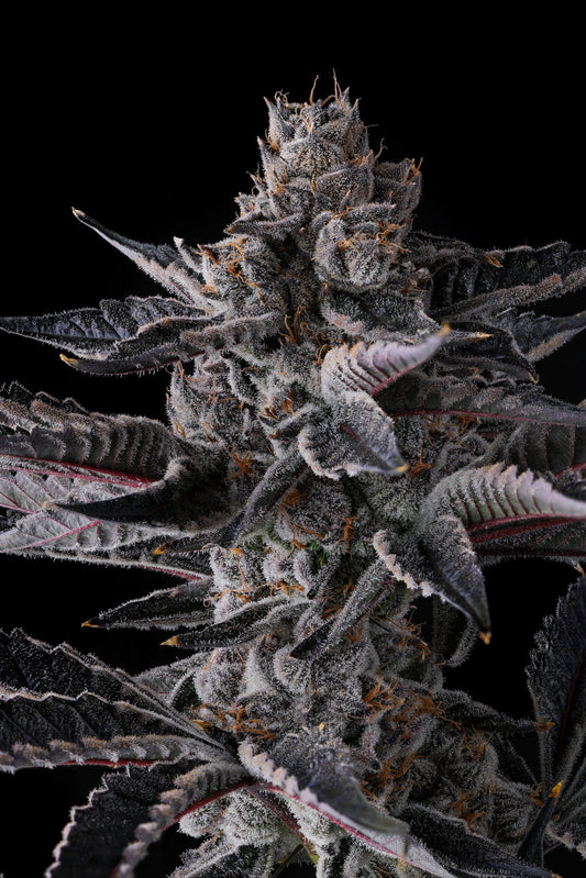 New Money Feminisiert Compound Genetics