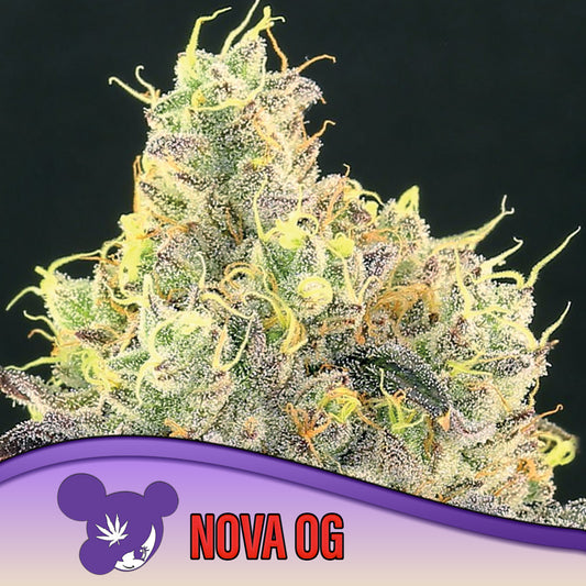 Nova OG Feminisiert Anesia Seeds