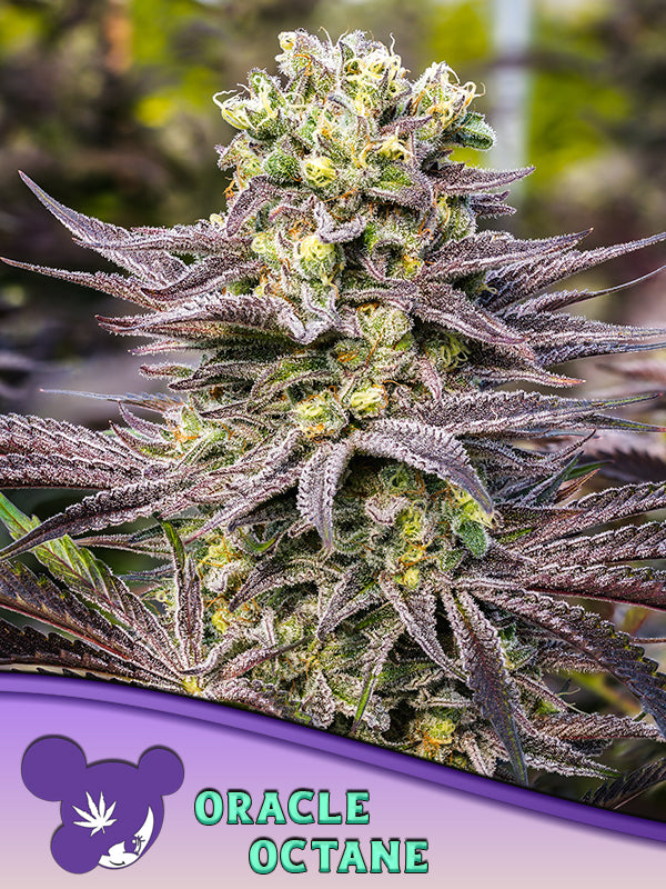 Oracle Octane Feminisiert Anesia Seeds