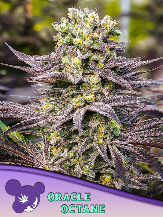 Oracle Octane Feminisiert Anesia Seeds