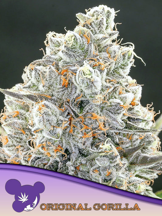 Original Gorilla #4 Feminisiert Anesia Seeds