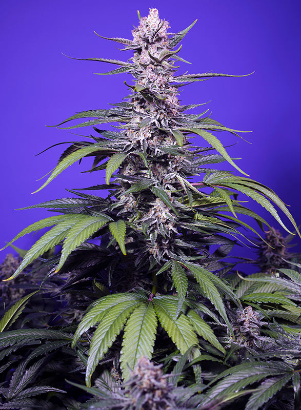 Permanent Marker XL Auto® (Feminisiert) Sweet Seeds