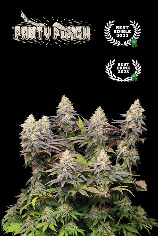 Panty Punch© Feminisiert Seedstockers