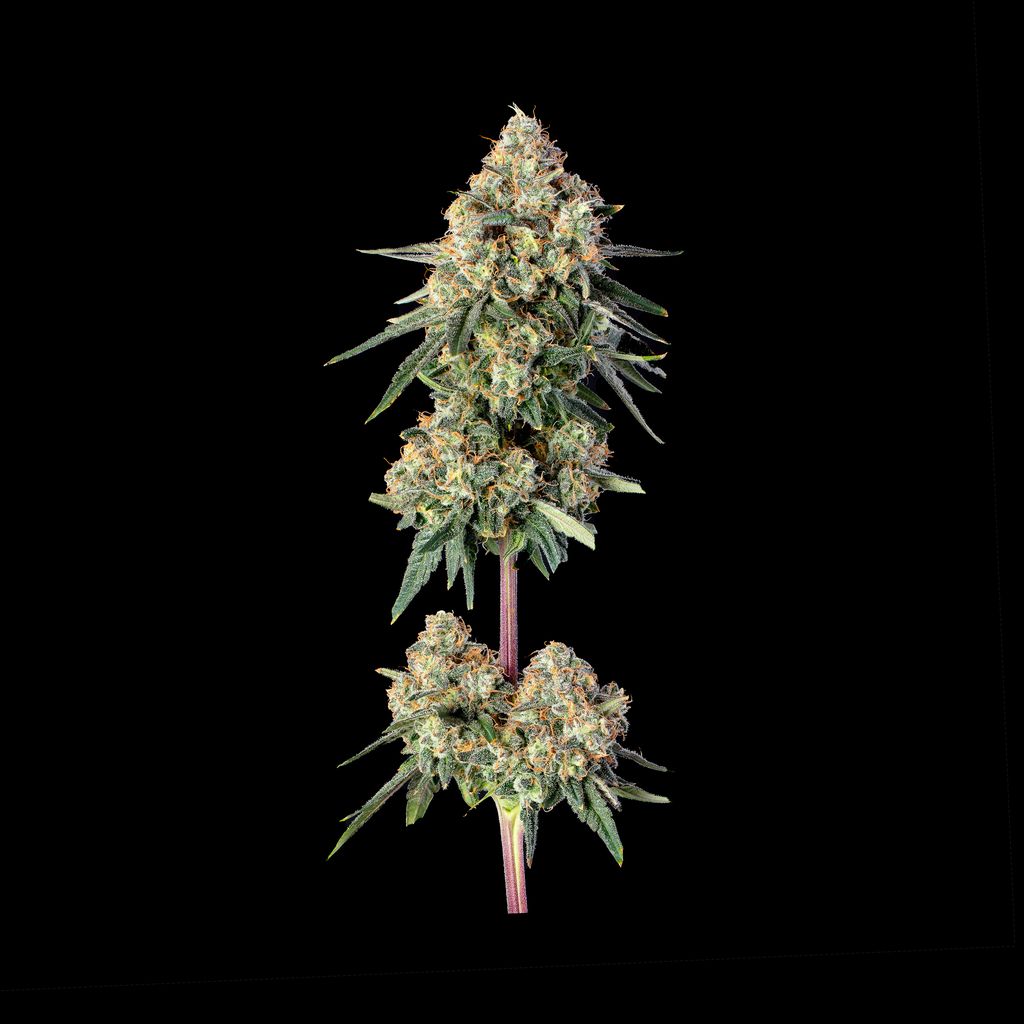 Permanent Haze Feminisiert Happy Valley Genetics