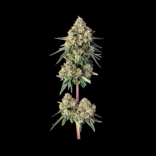 Permanent Haze Feminisiert Happy Valley Genetics