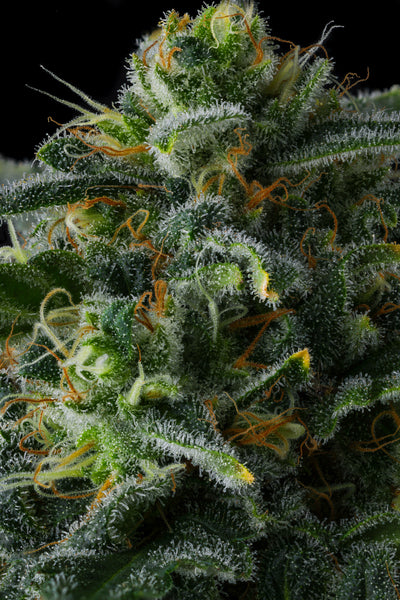 Philbo Baggins Feminisiert Compound Genetics