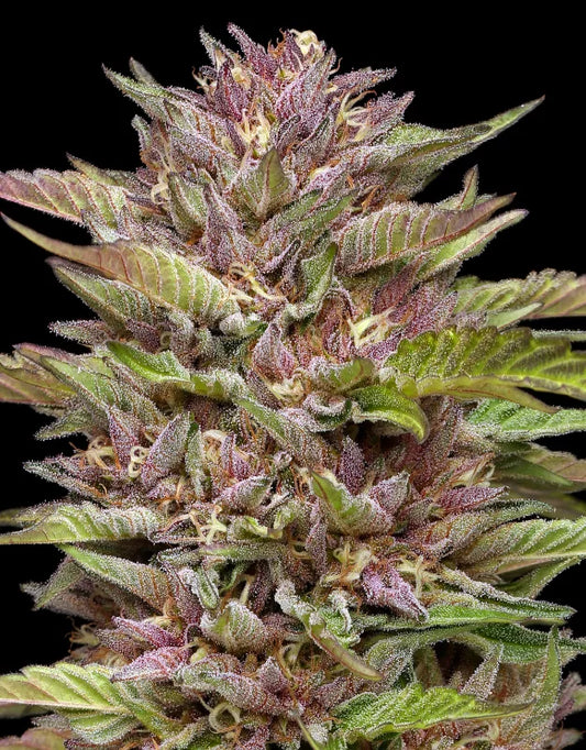 Auto Pineapple Muffin (Feminisiert) Humboldt Seed Company