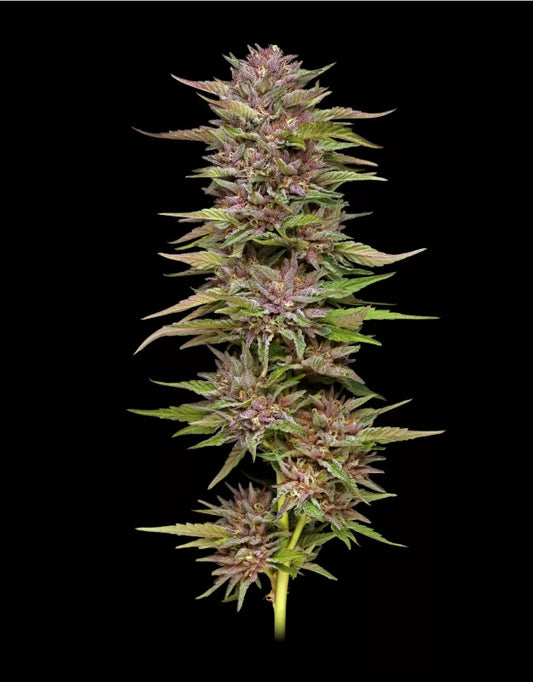 Pineapple Muffin Feminisiert Humboldt Seed Company