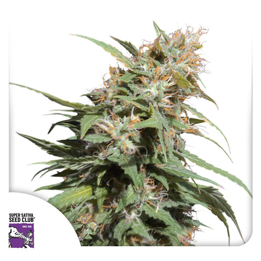 Pineapple Poison Feminisiert Super Sativa Club