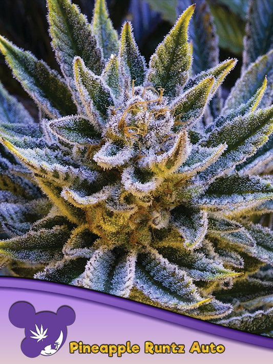 Auto Pineapple Runtz (Feminisiert) Anesia Seeds