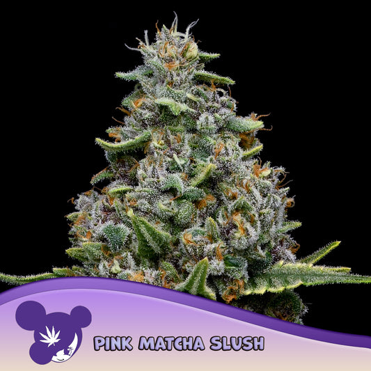 Pink Matcha Slush Feminisiert Anesia Seeds