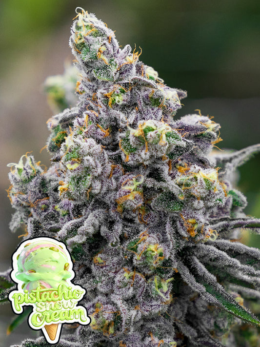 Pistachio Snow Cream Feminisiert Anesia Seeds